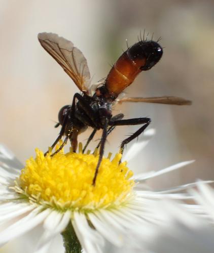 Réf. 329 481 : Cylindromyia auriceps
